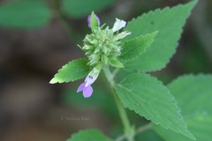 Anisomeles indica